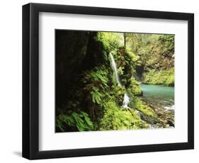 Old-Growth Rainforest, Graves Creek Tributary, Olympic National Park, Washington State, USA-Stuart Westmorland-Framed Photographic Print