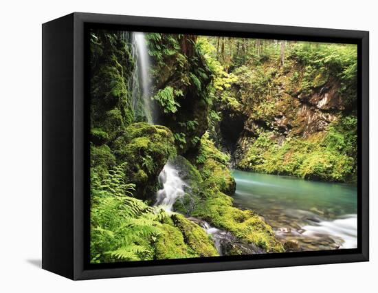 Old-Growth Rainforest, Graves Creek Tributary, Olympic National Park, Washington State, USA-Stuart Westmorland-Framed Stretched Canvas