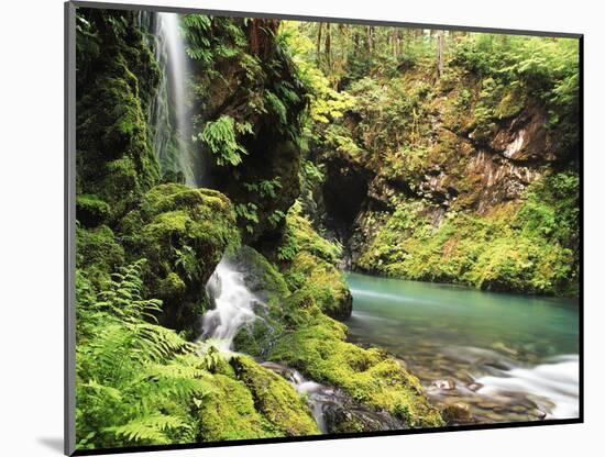 Old-Growth Rainforest, Graves Creek Tributary, Olympic National Park, Washington State, USA-Stuart Westmorland-Mounted Photographic Print