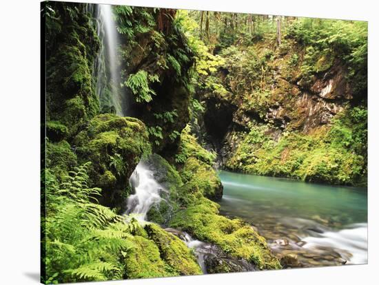 Old-Growth Rainforest, Graves Creek Tributary, Olympic National Park, Washington State, USA-Stuart Westmorland-Stretched Canvas