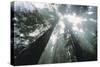 Old Growth Redwood Trees-DLILLC-Stretched Canvas