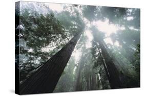 Old Growth Redwood Trees-DLILLC-Stretched Canvas