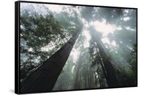 Old Growth Redwood Trees-DLILLC-Framed Stretched Canvas