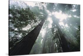 Old Growth Redwood Trees-DLILLC-Stretched Canvas