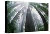 Old Growth Redwood Trees-DLILLC-Stretched Canvas