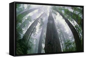 Old Growth Redwood Trees-DLILLC-Framed Stretched Canvas