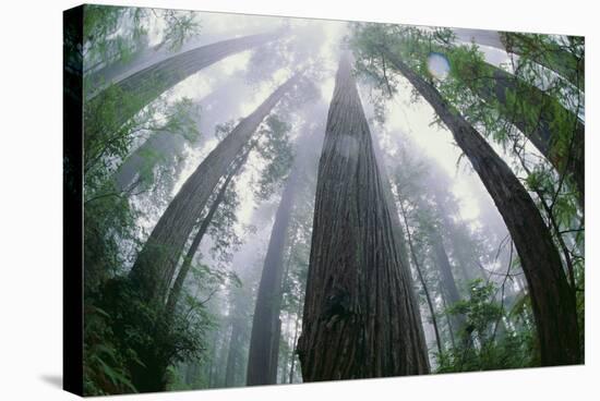 Old Growth Redwood Trees-DLILLC-Stretched Canvas