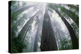 Old Growth Redwood Trees-DLILLC-Stretched Canvas