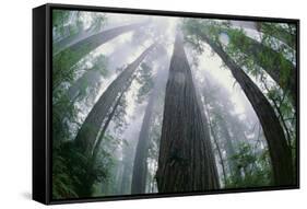 Old Growth Redwood Trees-DLILLC-Framed Stretched Canvas