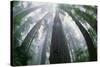 Old Growth Redwood Trees-DLILLC-Stretched Canvas