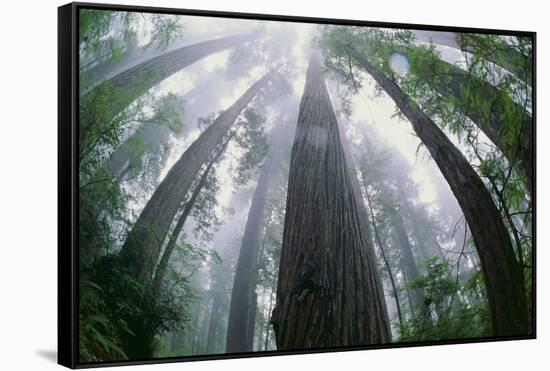 Old Growth Redwood Trees-DLILLC-Framed Stretched Canvas