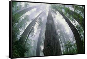 Old Growth Redwood Trees-DLILLC-Framed Stretched Canvas