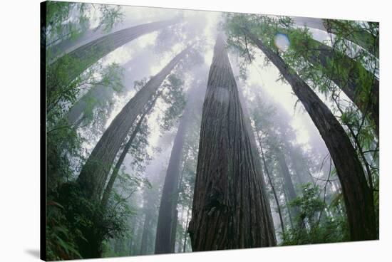 Old Growth Redwood Trees-DLILLC-Stretched Canvas