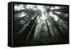 Old Growth Redwood Trees-DLILLC-Framed Stretched Canvas
