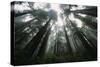 Old Growth Redwood Trees-DLILLC-Stretched Canvas