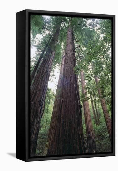 Old Growth Redwood Trees-DLILLC-Framed Stretched Canvas