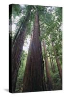 Old Growth Redwood Trees-DLILLC-Stretched Canvas