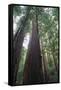 Old Growth Redwood Trees-DLILLC-Framed Stretched Canvas