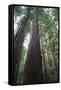 Old Growth Redwood Trees-DLILLC-Framed Stretched Canvas