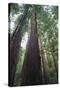 Old Growth Redwood Trees-DLILLC-Stretched Canvas