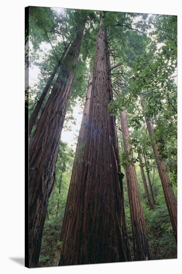 Old Growth Redwood Trees-DLILLC-Stretched Canvas