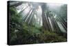 Old Growth Redwood Trees-DLILLC-Stretched Canvas