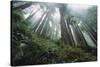 Old Growth Redwood Trees-DLILLC-Stretched Canvas