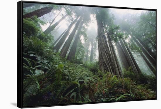 Old Growth Redwood Trees-DLILLC-Framed Stretched Canvas