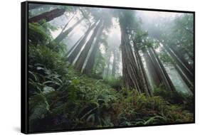 Old Growth Redwood Trees-DLILLC-Framed Stretched Canvas