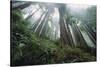 Old Growth Redwood Trees-DLILLC-Stretched Canvas