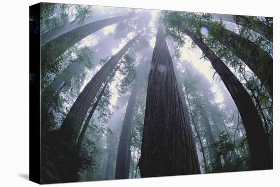 Old Growth Redwood Trees-DLILLC-Stretched Canvas