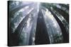 Old Growth Redwood Trees-DLILLC-Stretched Canvas