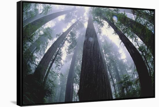 Old Growth Redwood Trees-DLILLC-Framed Stretched Canvas