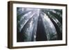 Old Growth Redwood Trees-DLILLC-Framed Photographic Print