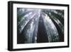 Old Growth Redwood Trees-DLILLC-Framed Photographic Print