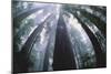 Old Growth Redwood Trees-DLILLC-Mounted Photographic Print