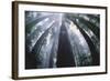 Old Growth Redwood Trees-DLILLC-Framed Photographic Print