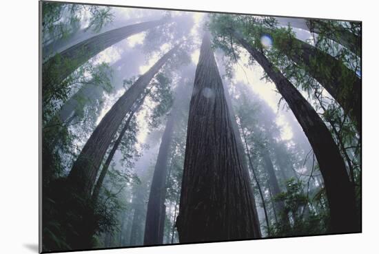 Old Growth Redwood Trees-DLILLC-Mounted Photographic Print