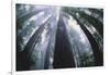 Old Growth Redwood Trees-DLILLC-Framed Photographic Print