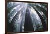 Old Growth Redwood Trees-DLILLC-Framed Photographic Print