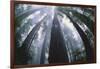 Old Growth Redwood Trees-DLILLC-Framed Photographic Print