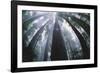 Old Growth Redwood Trees-DLILLC-Framed Photographic Print