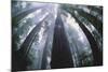 Old Growth Redwood Trees-DLILLC-Mounted Photographic Print