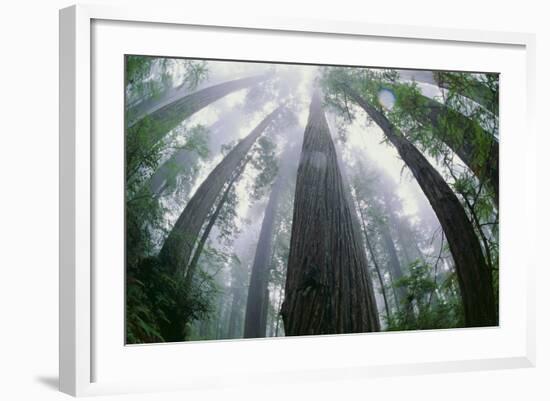 Old Growth Redwood Trees-DLILLC-Framed Photographic Print