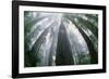 Old Growth Redwood Trees-DLILLC-Framed Photographic Print