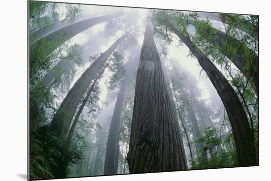 Old Growth Redwood Trees-DLILLC-Mounted Photographic Print