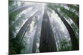 Old Growth Redwood Trees-DLILLC-Mounted Photographic Print