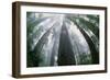 Old Growth Redwood Trees-DLILLC-Framed Photographic Print