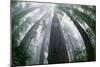 Old Growth Redwood Trees-DLILLC-Mounted Photographic Print