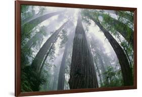 Old Growth Redwood Trees-DLILLC-Framed Photographic Print